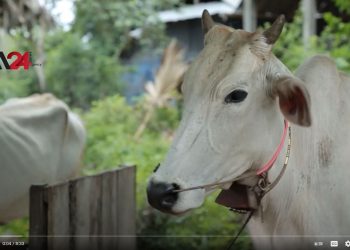 កម្ពុជា- មេរោគថ្មីប៉ះពាល់ដល់សត្វគោនៅភូមិមួយក្នុងខេត្តកំពង់ស្ពឺ