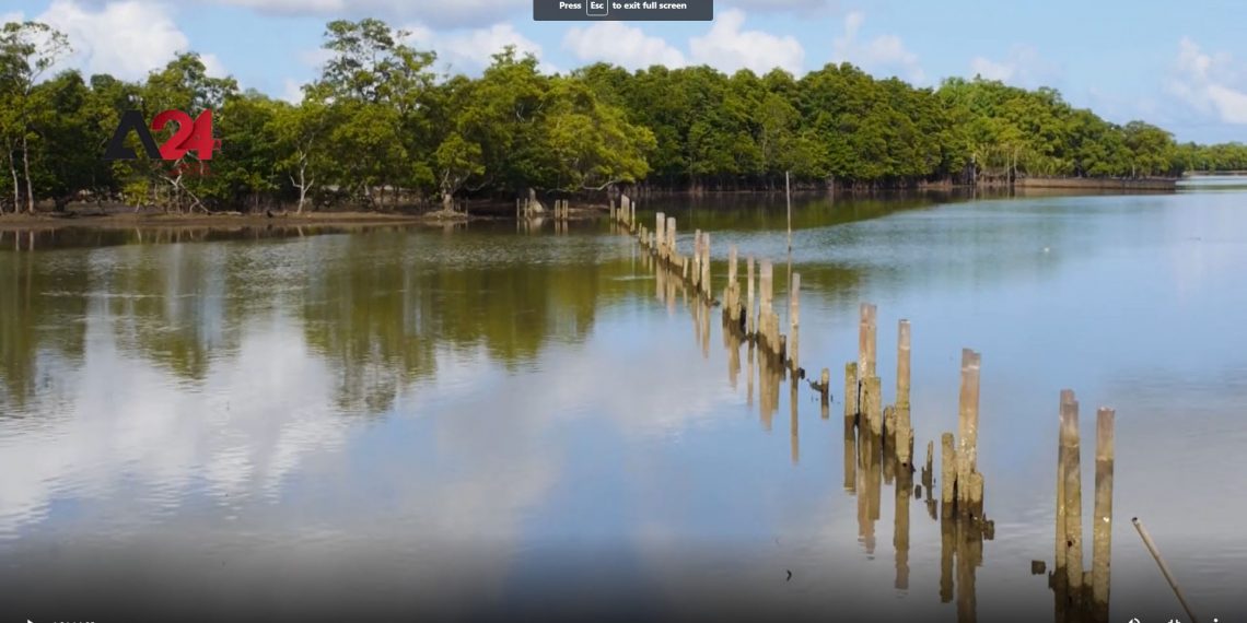 ធនាគារត្រី! ផ្ទះសម្រាប់សត្វក្តាមគេចពីការនេសាទត្រីហួសកម្រិត