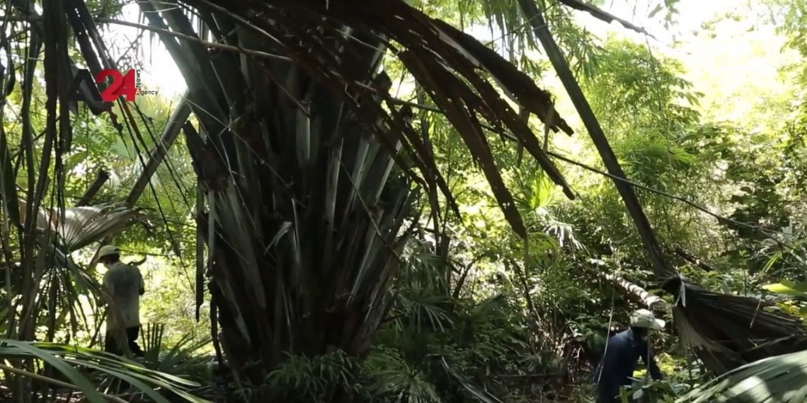 ដើមទ្រាំងនៅប្រទេសកម្ពុជាជាប្រភពចំណូលដ៏ធំរបស់អ្នកភូមិឆែបលិច