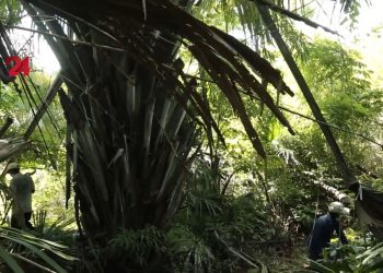 ដើមទ្រាំងនៅប្រទេសកម្ពុជាជាប្រភពចំណូលដ៏ធំរបស់អ្នកភូមិឆែបលិច