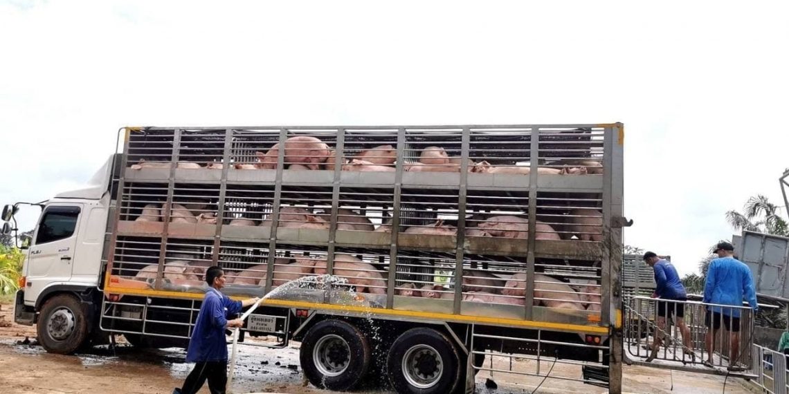 សារលើកឡើងពីប្រជាកសិករសូមអោយក្រសួងសេដ្ឋកិច្ចយកការនាំចូលជ្រូករស់មកដាក់ដេញថ្លៃលើតុដើម្បីតម្លាភាព