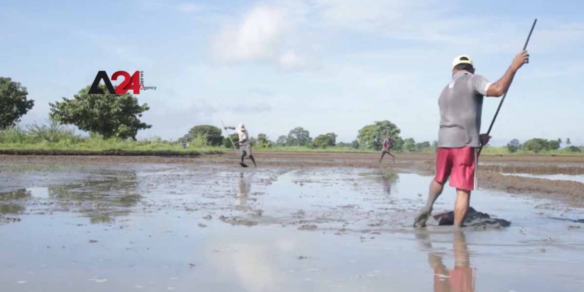 ស្រីលង្កាលុបចោលកិច្ចព្រមព្រៀងជីសរីរាង្គជាមួយ Qingdao Seawin Biotech