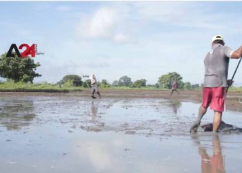 ស្រីលង្កាលុបចោលកិច្ចព្រមព្រៀងជីសរីរាង្គជាមួយ Qingdao Seawin Biotech