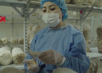 ផ្សិតឱសថដុះនៅលើកាកសំណល់រុក្ខជាតិស៊ីបាក់ថននៅម៉ុងហ្គោលី