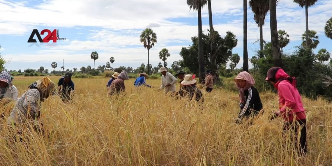 កសិករកម្ពុជាមានការខកចិត្តដោយសារការប្រមូលផលស្រូវមិនសូវល្អក្នុងឆ្នាំនេះ