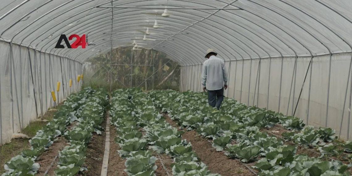 ប្រជាជនខេត្តតាកែវ ងាកទៅរកការដាំដំណាំក្នុងផ្ទះសំណាញ់ដើម្បីបង្កើនជីវភាព