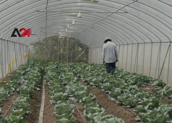 ប្រជាជនខេត្តតាកែវ ងាកទៅរកការដាំដំណាំក្នុងផ្ទះសំណាញ់ដើម្បីបង្កើនជីវភាព