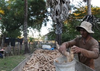 ក្រុមហ៊ុនបរទេសបង្ខំកសិករឲ្យឈប់ធ្វើស្រែចម្កាការ ជម្រុញឲ្យមានការចំណាកស្រុក