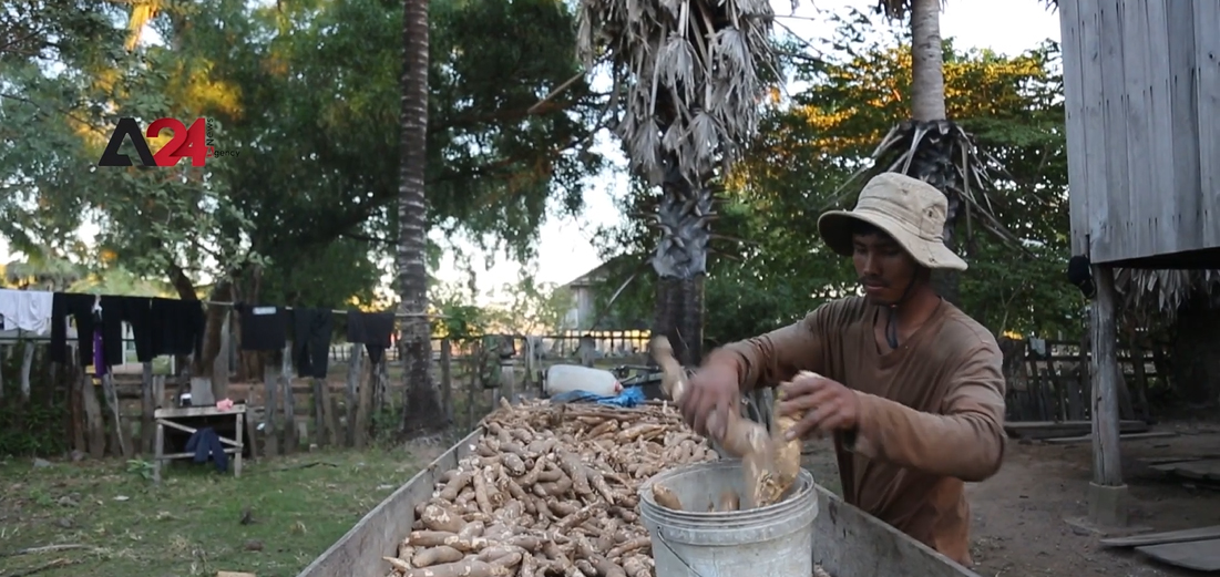 ក្រុមហ៊ុនបរទេសបង្ខំកសិករឲ្យឈប់ធ្វើស្រែចម្កាការ ជម្រុញឲ្យមានការចំណាកស្រុក