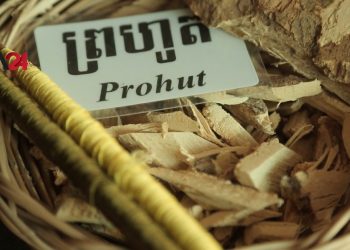 ដើមព្រហ៊ូតដែលប្រើសម្រាប់ជ្រលក់សូត្រក្នុងប្រទេសកម្ពុជាកំពុងរងគ្រោះផុតពូជ