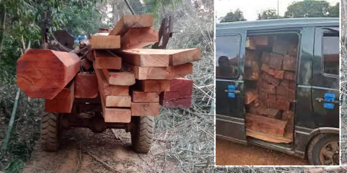 នរណាខ្លះកំពុងដឹកឈើចេញពីតំបន់ដែនអភិរក្សសត្វព្រៃកែវសីមា? ខ្នងមិនតូចទេ មើលទៅបានជាអាចបាំងភ្នែកអាជ្ញាធរ