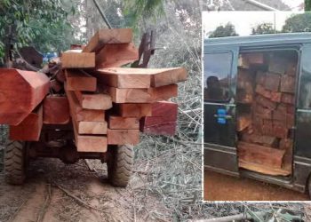 នរណាខ្លះកំពុងដឹកឈើចេញពីតំបន់ដែនអភិរក្សសត្វព្រៃកែវសីមា? ខ្នងមិនតូចទេ មើលទៅបានជាអាចបាំងភ្នែកអាជ្ញាធរ