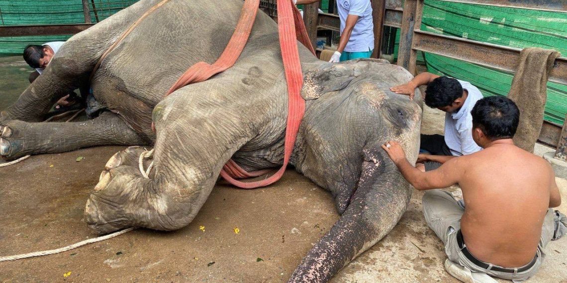 ដំរីដ៏ឆ្លាត “ឡាក់គី” ស្លាប់ហើយ បើទោះបីជាក្រុមគ្រូពេទ្យខំជួយព្យាបាលយ៉ាងណាក៏ដោយ, មន្ត្រីជំនាញបញ្ជាក់ពីមូលហេតុ..